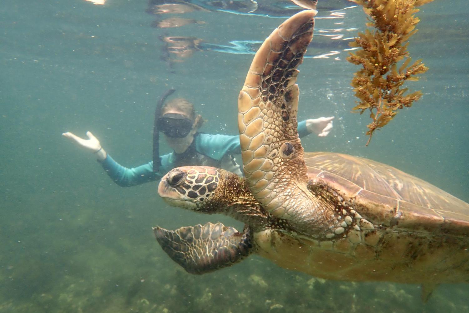 一名<a href='http://k5.hatchingit.com'>bv伟德ios下载</a>学生在Galápagos群岛游学途中与一只巨龟游泳.